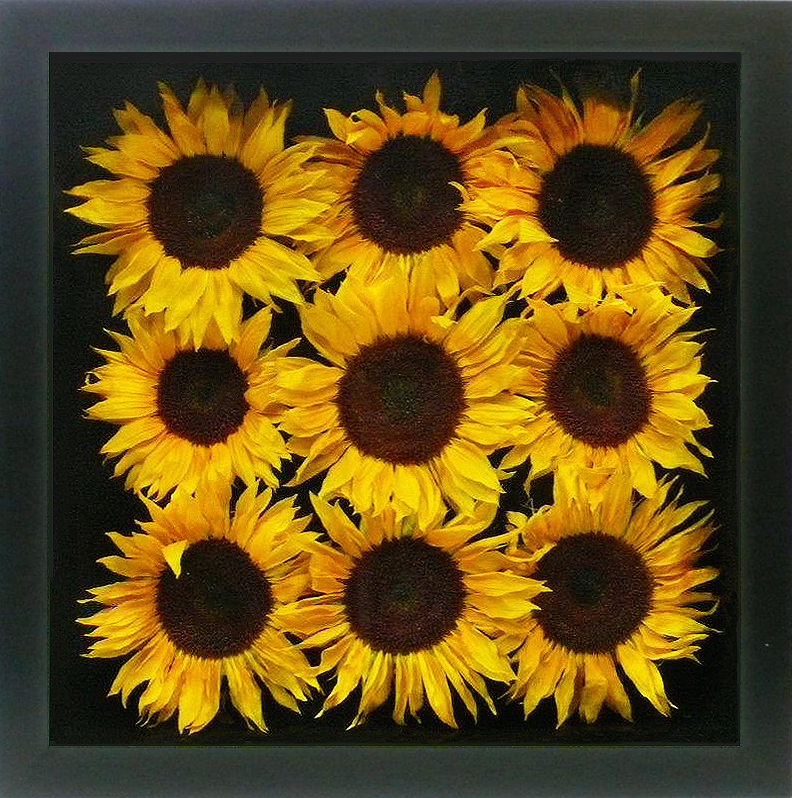 Sunflower Shadowbox